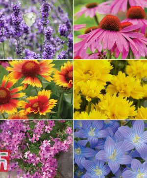 Garden Nurseryman's Choice Perfect for Pollinators Perennial Collection Thompson & Morgan
