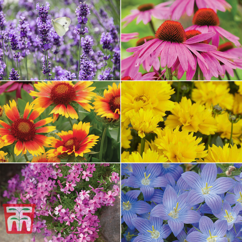 Garden Nurseryman's Choice Perfect for Pollinators Perennial Collection Thompson & Morgan
