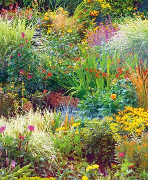 Garden Nurserymans Choice Seasonal Perennial Border Thompson & Morgan