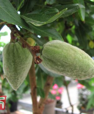 Garden Nut Me&reg; 'Almond Me' (Mini Patio Tree) Thompson & Morgan