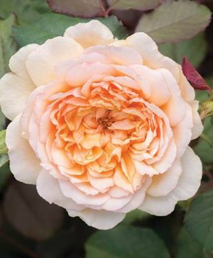 Old English Shrub Rose Apricot