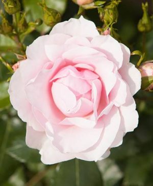 Old English Shrub Rose Blush-White