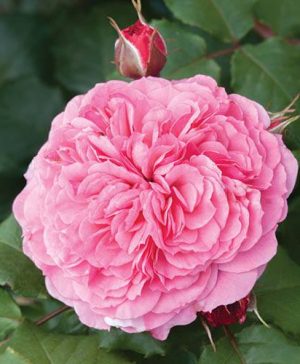 Old English Shrub Rose Pink