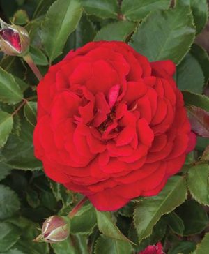 Old English Shrub Rose Red