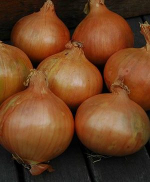Onion Sets Stuttgart Giant