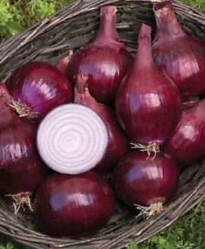 Onion set Red Baron