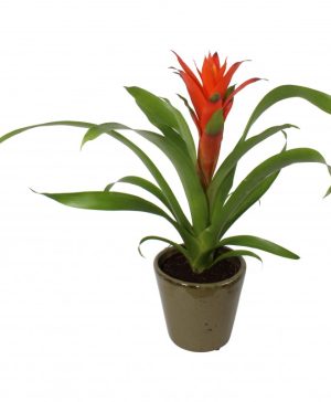 Garden Orange Bromelia Flowers & Plants Co.