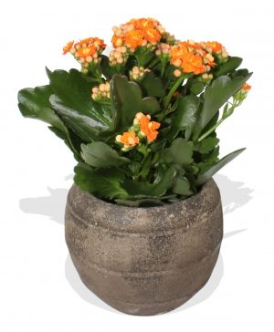Garden Orange Kalanchoe Plant Flowers & Plants Co.