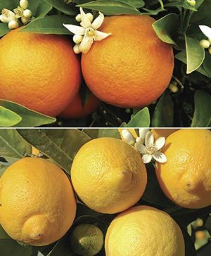 Orange and Lemon Tree Collection