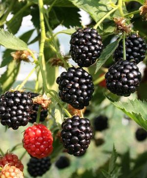 Organic Blackberry Oregon Thornless