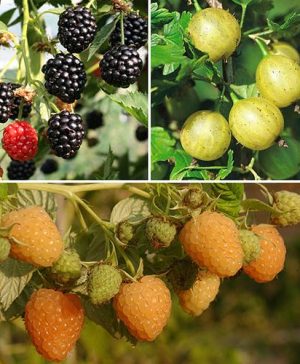 Organic Fruit Bush Collection - 3 bushes