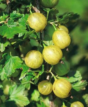 Organic Gooseberry Lady Sun