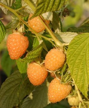 Organic Raspberry Autumn Amber