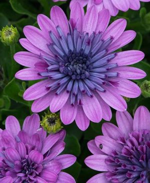Osteospermum Double Pink