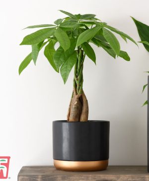 Garden Pachira aquatica Tree with Braided Stem (House plant) Thompson & Morgan