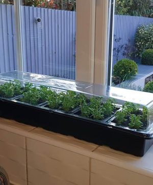 Pack of 3 Windowsill Propagator Kits