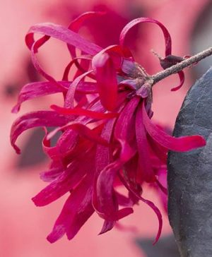 Pair Loropetalum EverRed Chinese Witch Hazel