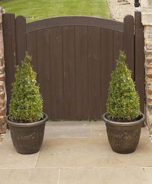 Pair Of Buxus Box Pyramids