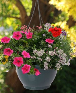 Pair Of Pre-Planted Designer Mix Hanging Baskets