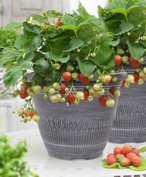 Pair Premium Strawberry Planters