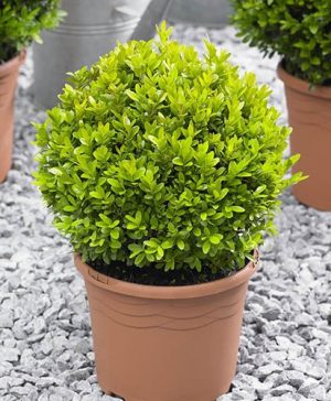 Pair of Buxus Box Balls