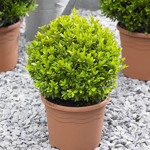 Pair of Buxus Box Balls