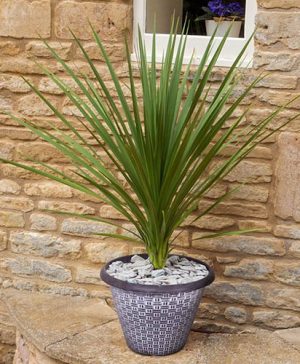 Pair of Cordyline and Decorative Planters