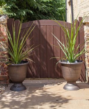 Pair of Cordyline and Decorative Stripe Urns