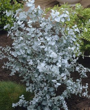 Pair of Eucalyptus gunnii Azura
