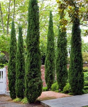 Pair of Italian Cypress trees