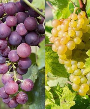 Pair of Table Grape Vines