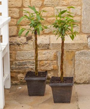 Pair of&nbsp;Plaited Willows 50cm Tall in Decorative Pots