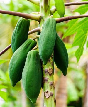 Papaya Plant Carica papaya 3L