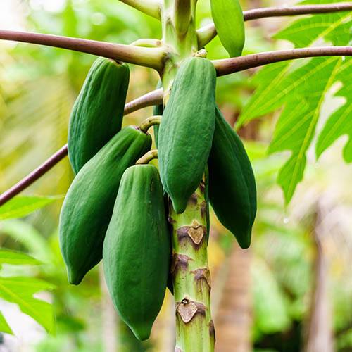 Papaya Plant Carica papaya 3L