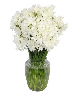 Garden Paperwhite Passion Flowers & Plants Co.