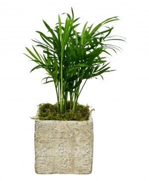 Garden Parlour Palm Flowers & Plants Co.