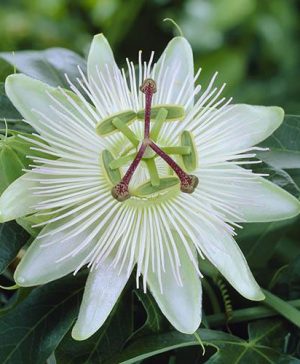 Passiflora Riverside (R) Snow Queen