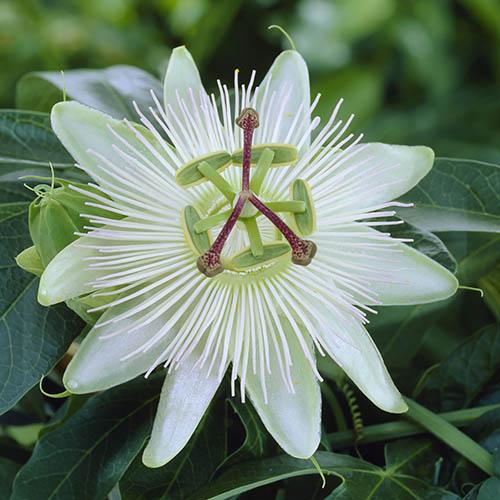 Passiflora Riverside (R) Snow Queen