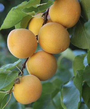 Patio Apricot Aprigold