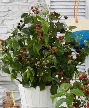 Patio Blackberry Little Black Prince 5L