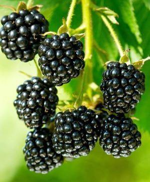 Patio Blackberry Opal 9cm potted