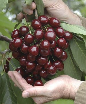 Patio Cherry Little Stella