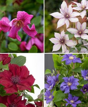 Patio Clematis Collection x 4
