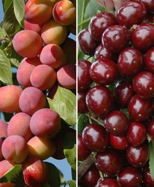 Patio Fruit Trees Cherry Athos and Plum Little Vic