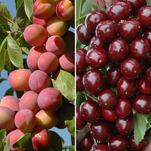 Patio Fruit Trees Cherry Athos and Plum Little Vic