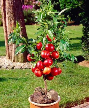 Patio Nectarine Garden Beauty