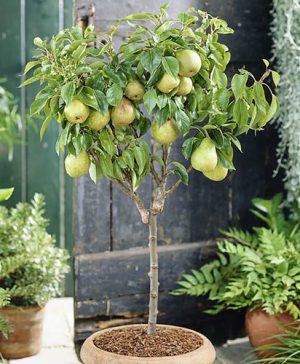 Patio Pear Garden Pearl tree