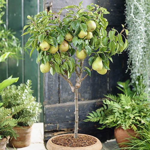 Patio Pear Garden Pearl tree