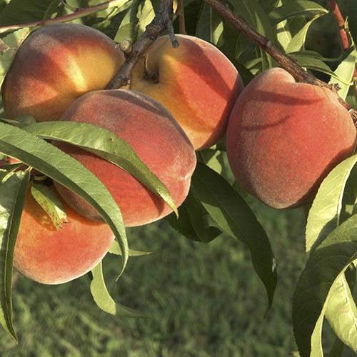 Patio Perfect Dwarf Patio Yellow Peach Tree