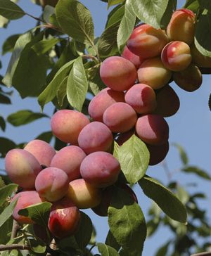 Patio Plum Little Vic